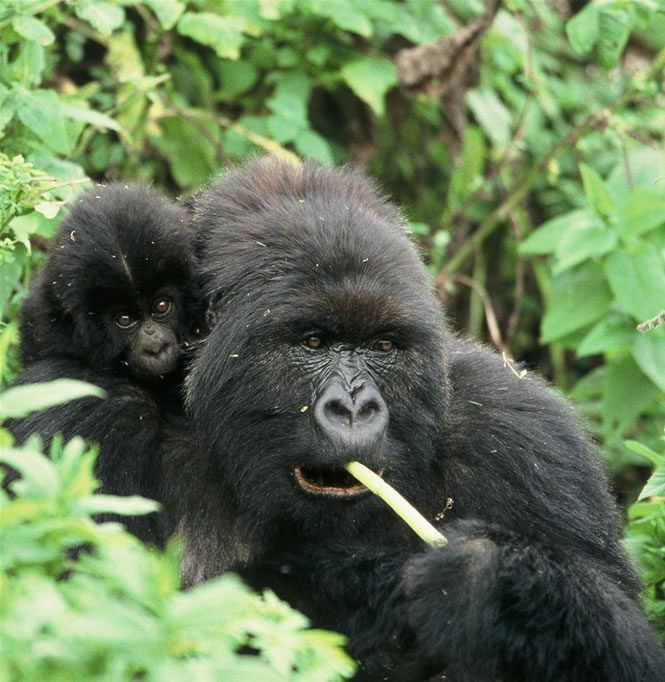 Gorilla Tracking