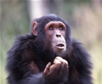 Chimpanzee Trekking Uganda