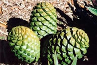 Cycads - Threatened Plant Species