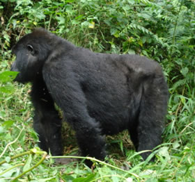 Mountain Gorilla - Bwindi Forest - Uganda Tour