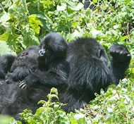 Mountain Gorillas - Uganda Safari