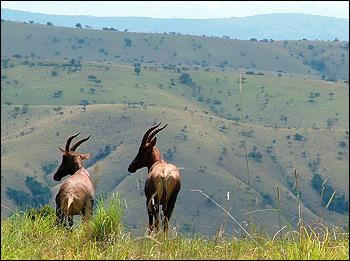 Topis in Akagera National Park
