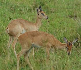 Antelopes - Uganda Safari