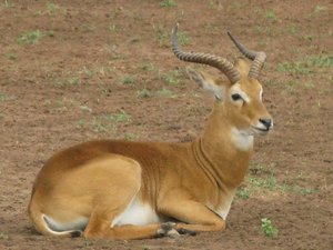 Antelope Spotted on a Uganda Safari