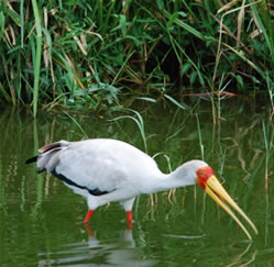 Bird - Lake Mburo Safari Park - Uganda Safari