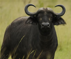 Buffalo - Queen Elizabeth NP - Uganda Safari