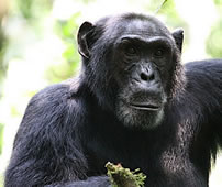 A Wild Chimpanzee in Semuliki Forest