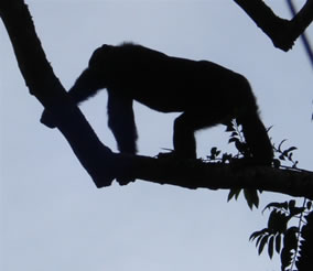 Chimpanzee in Kibale Forest