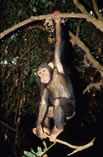 Chimpanzees - African Safari