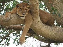 Climbing Lion - Ishasha Sector - Uganda Tour