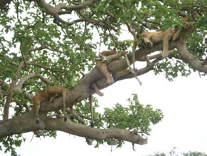 Climbing Lions