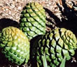 Cycads Plants in Uganda