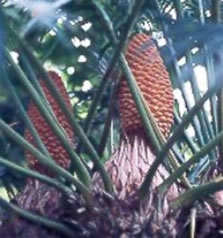 Cycads African Safaris