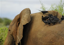 Elephant - Queen Elizabeth NP - Uganda Safari