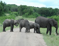 Elephants - Murchison Falls National Park
