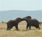 Elephants in Ngorongoro National Park