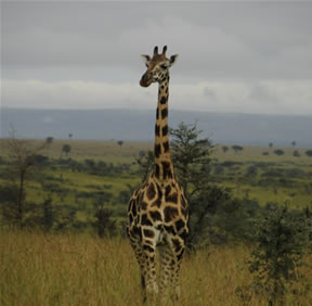Giraffee - Safari in Murchison Falls National Park