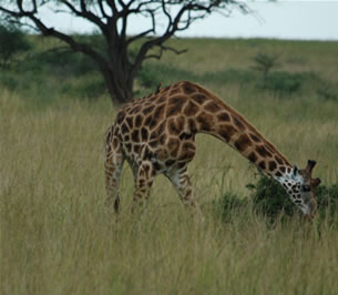 Giraffee - Murchison Falls - Game viewing Safari