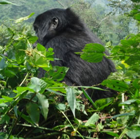 Mountain Gorilla in Bwindi