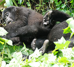 Mountain Gorillas -