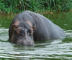 Hippo - Kazinga Channel - Uganda Safari
