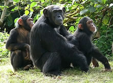 Chimps in Kibale Forest