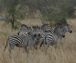 Zebras - Lake Mburo - Uganda Safari