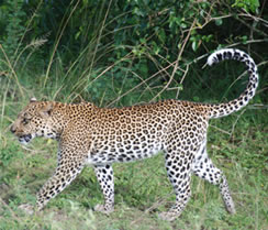 Leopard in Queen Elizabeth - Uganda Safaris