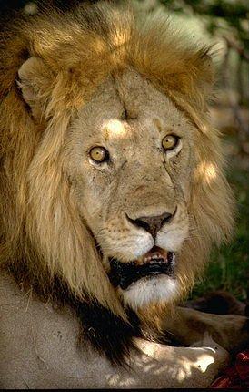 Murchison Falls Safari