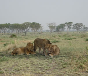 Lions in Queen Elizabeth NP