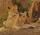 Lions in Serengeti Tanzania