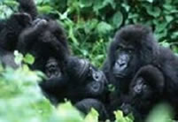 Mgahinga Mountain Gorilla