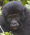 Mountain Gorilla - Uganda Safari