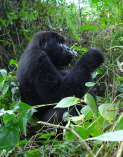 Mountain Gorilla