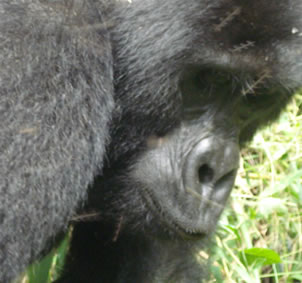 Mountain Gorilla - Bwindi Gorilla Forest