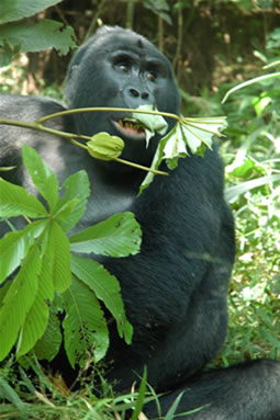 Gorilla - Bwindi Forest - Uganda Safari