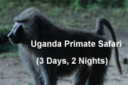Uganda Primates Safari