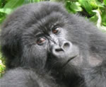 Mountain Gorilla - Kwitonda Group