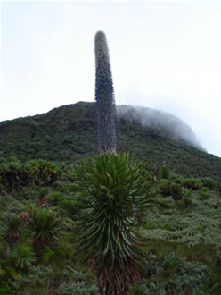Giant Lobelia - wenzori