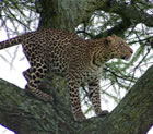 A Cheetah in Serengeti National Park