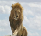 A Lion in Serengeti National Park, Tanzania