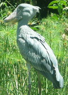 Shoebill - Favoutite to Birders to Uganda