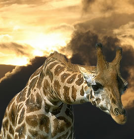 Giraffee in Serengeti