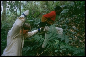 Gorilla Trekking - Uganda Tour