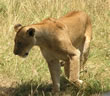 Lion in Queen Elizabeth