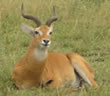 Ugandan Antelope
