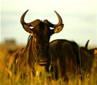 Wildebeests in Tanzania