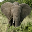 African Elephant - Uganda Safari
