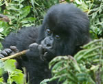 Gorillas, Wildlife and Chimps