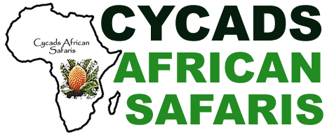 Cycads Safaris